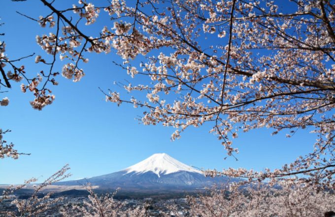 春ですね、、、🌸